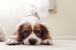 cavalier-king-charles-spaniel-5952324