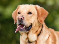 labrador-retriever-1210559